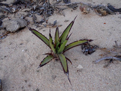 Agave datylio