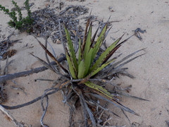 Agave datylio