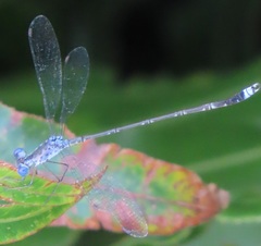 Lestes tridens