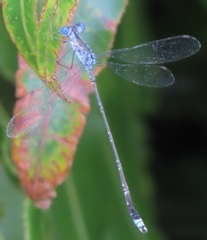 Lestes tridens