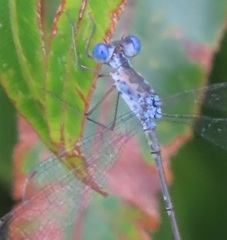 Lestes tridens