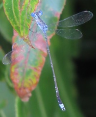 Lestes tridens