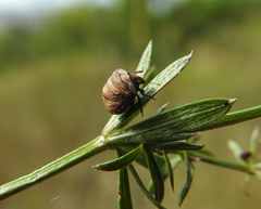 Vilpianus galii