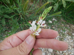 Oenothera suffulta