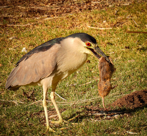 Black-crowned Night Heron photographed in Nevada