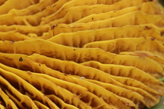 Phylloporus pelletieri