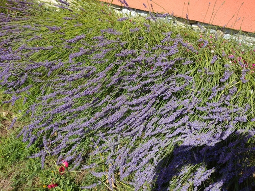 levanduľa úzkolistá (Lavandula angustifolia)