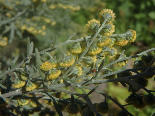 Artemisia thuscula image