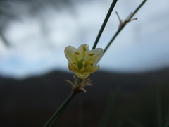 Asparagus plocamoides image