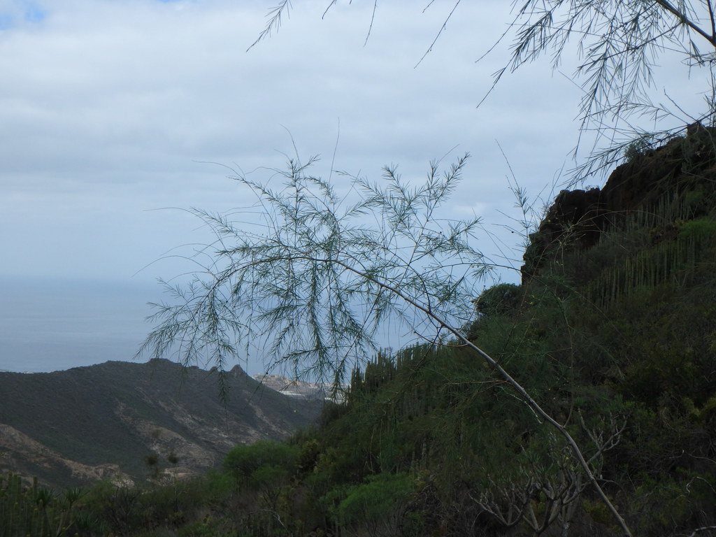 Esparraguera