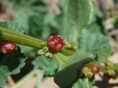 Patellifolia procumbens