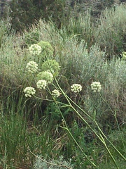 Angelica lineariloba