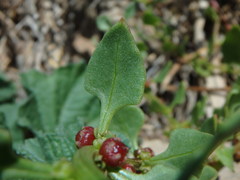 Patellifolia procumbens