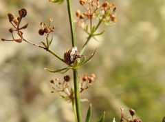 Vilpianus galii