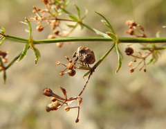 Vilpianus galii