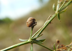 Vilpianus galii
