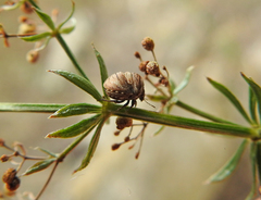 Vilpianus galii