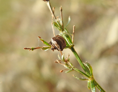 Vilpianus galii