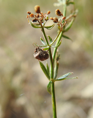 Vilpianus galii