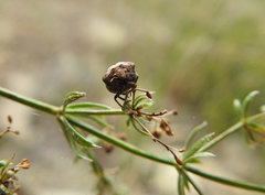 Vilpianus galii