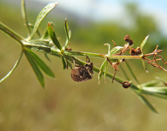 Vilpianus galii