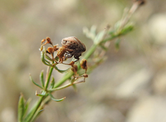 Vilpianus galii