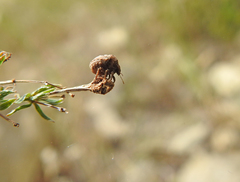 Vilpianus galii