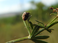 Vilpianus galii