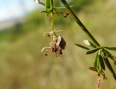 Vilpianus galii