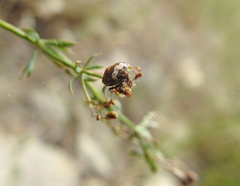 Vilpianus galii