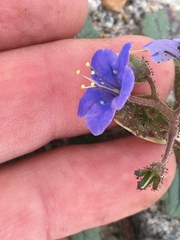 Phacelia campanularia campanularia