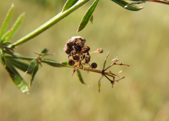 Vilpianus galii