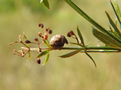 Vilpianus galii