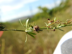 Vilpianus galii