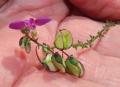 Polygala sphenoptera