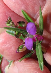 Polygala sphenoptera