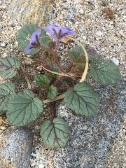 Phacelia campanularia campanularia