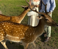 Dama