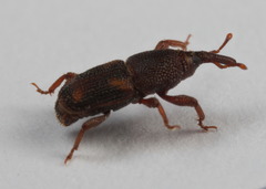 Sitophilus oryzae