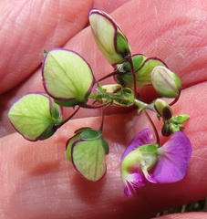 Polygala sphenoptera