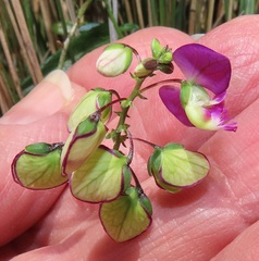 Polygala sphenoptera