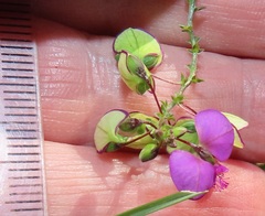Polygala sphenoptera