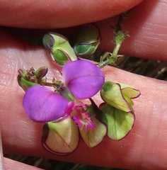 Polygala sphenoptera