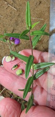 Polygala sphenoptera
