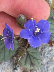 Phacelia campanularia campanularia