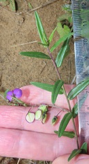 Polygala sphenoptera
