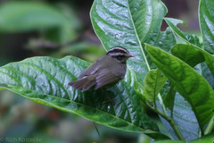 Basileuterus melanotis