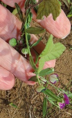 Polygala sphenoptera