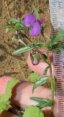 Polygala sphenoptera