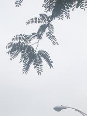 Gleditsia triacanthos